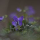 Veilchenblau am Wegesrand