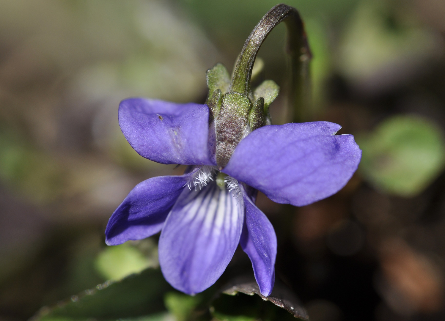 Veilchenblau