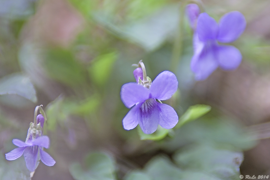 Veilchenblau