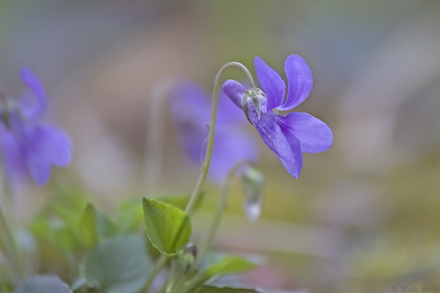 Veilchenblau