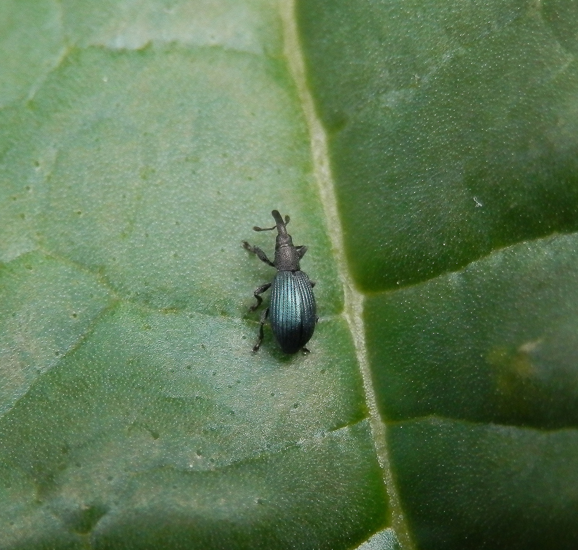 Veilchenblauer Sauerampfer-Spitzmausrüssler (Perapion violaceum) auf Rhabarber