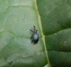 Veilchenblauer Sauerampfer-Spitzmausrüssler (Perapion violaceum) auf Rhabarber