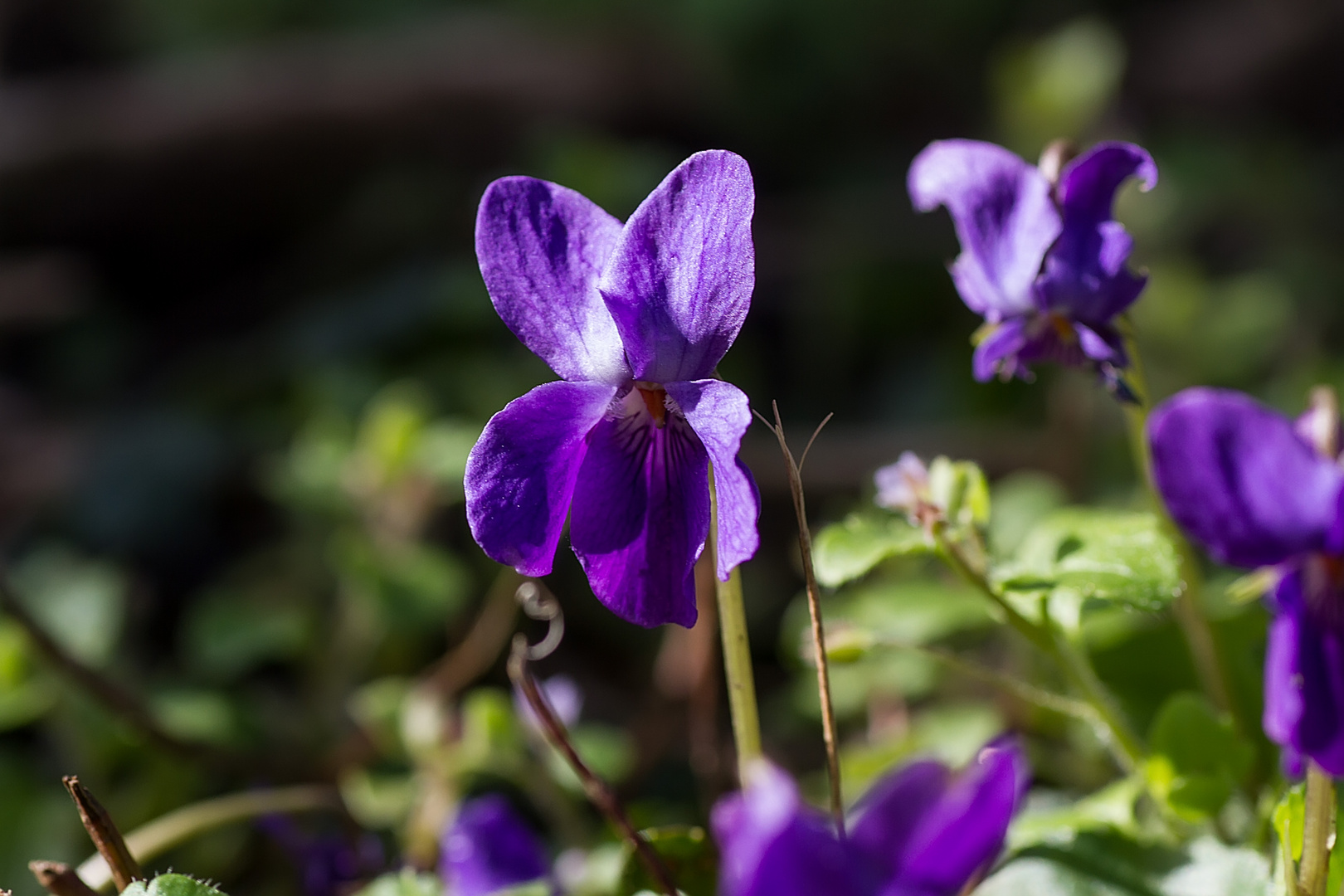 Veilchenblüte Foto & Bild | natur, pflanzen, wildlife Bilder auf ...