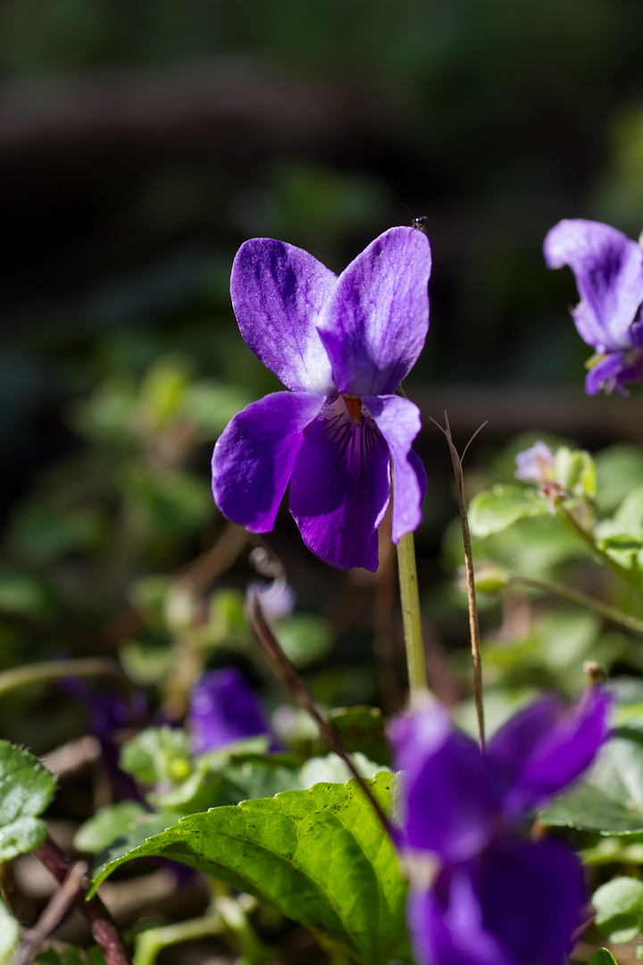 Veilchenblüte II