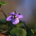 Veilchenblüte im Wald