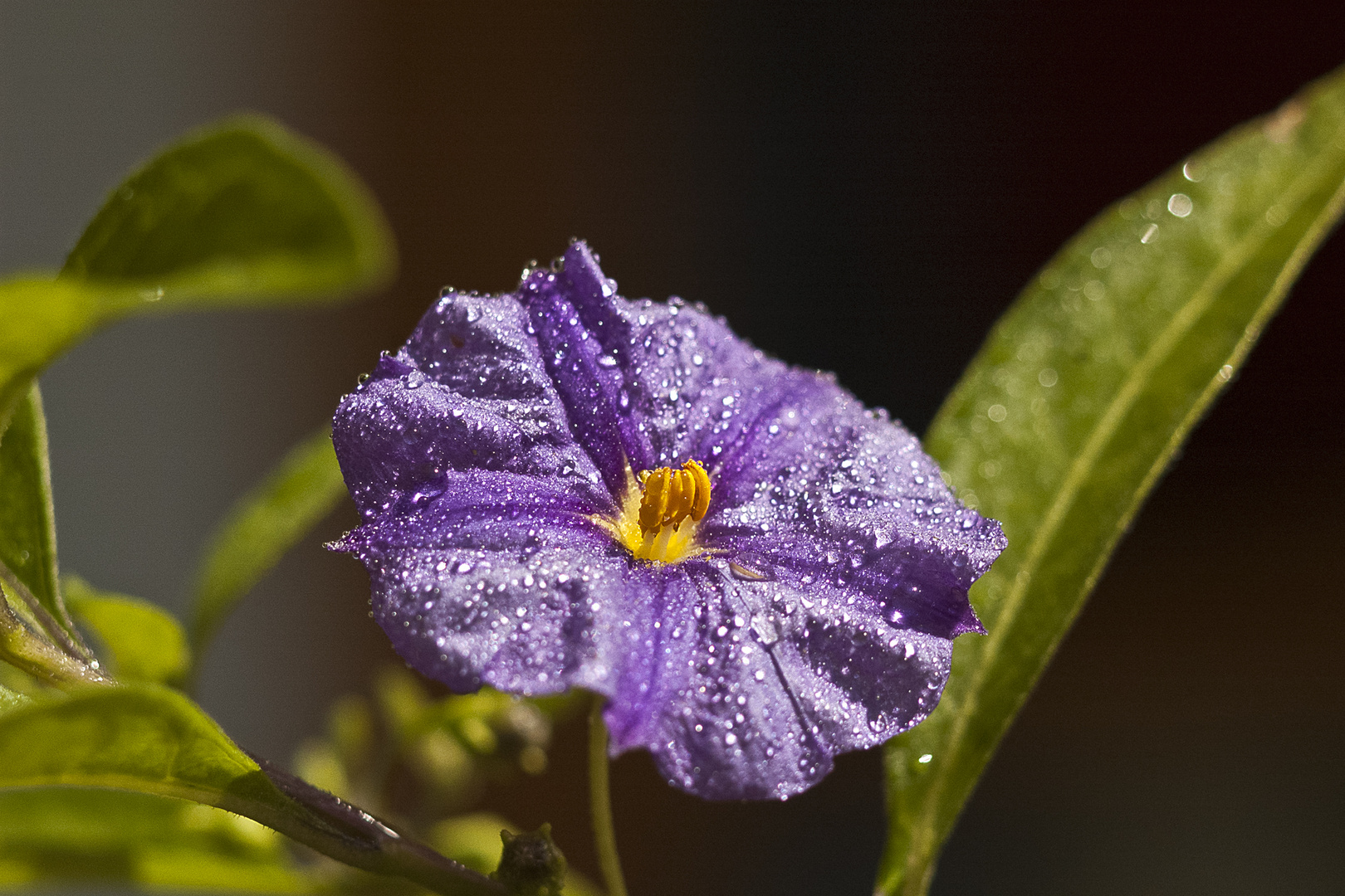 Veilchenblüte mit Morgentau