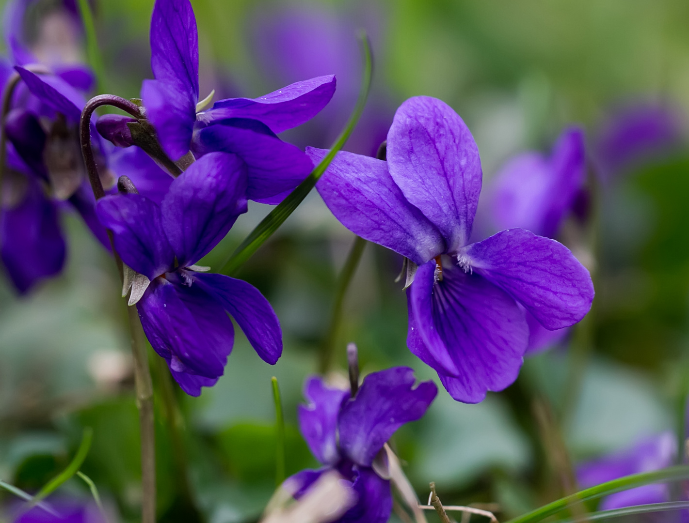 Veilchenblüten