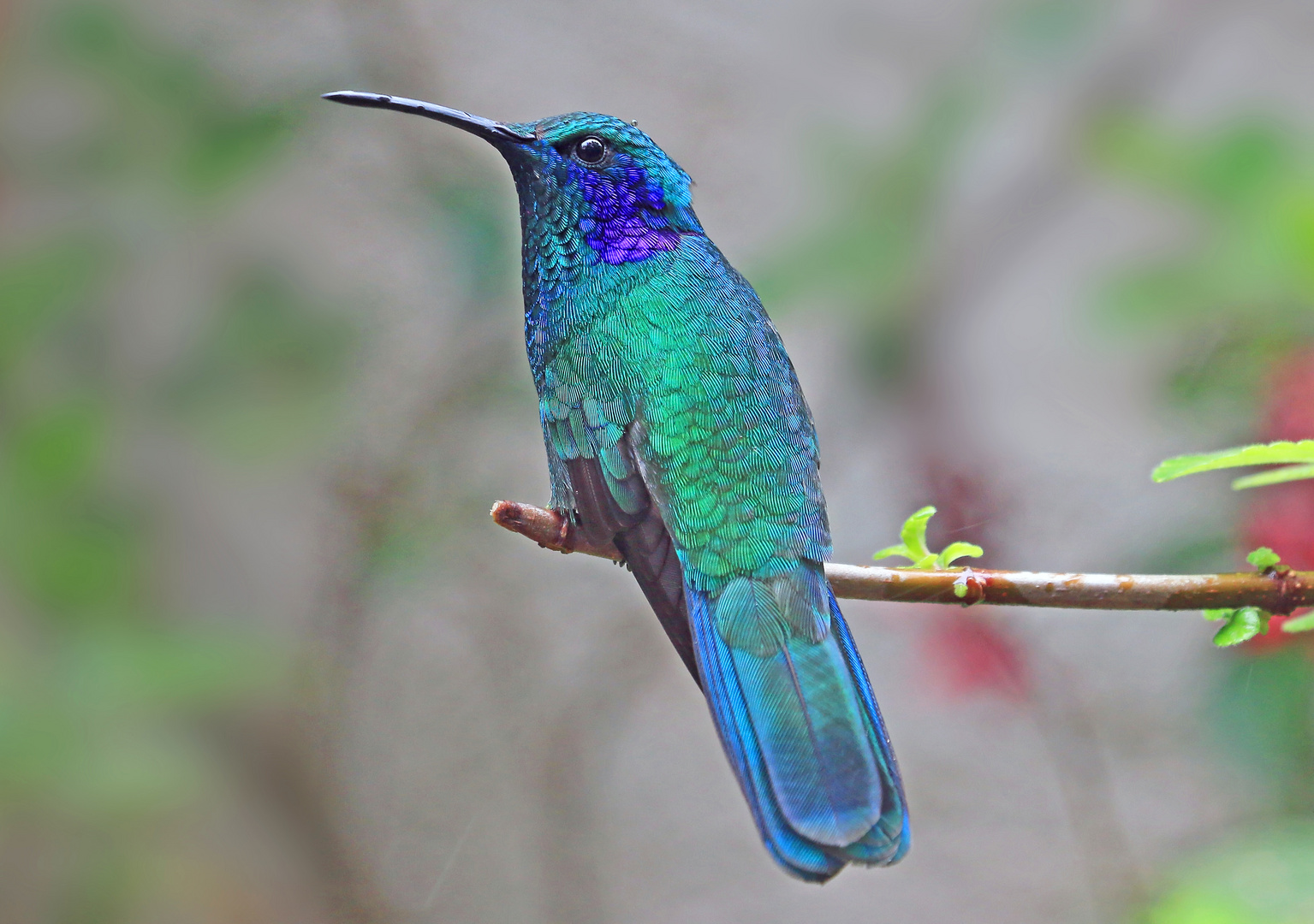 Veilchenohrkolibri