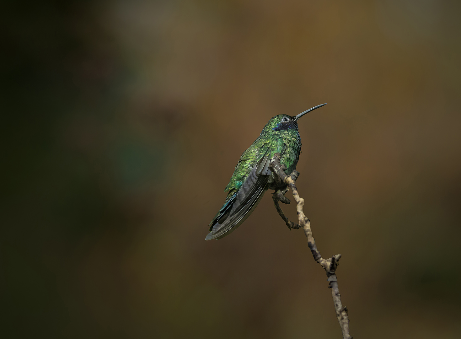 Veilchenohrkolibri 