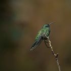 Veilchenohrkolibri 