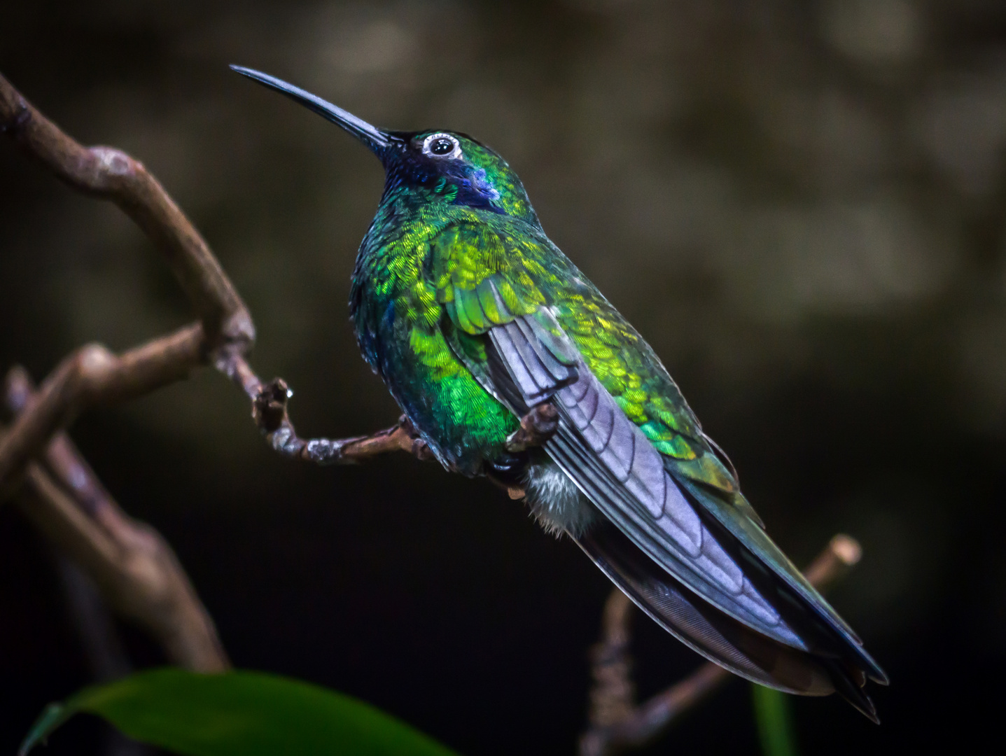 Veilchenohrkolibri