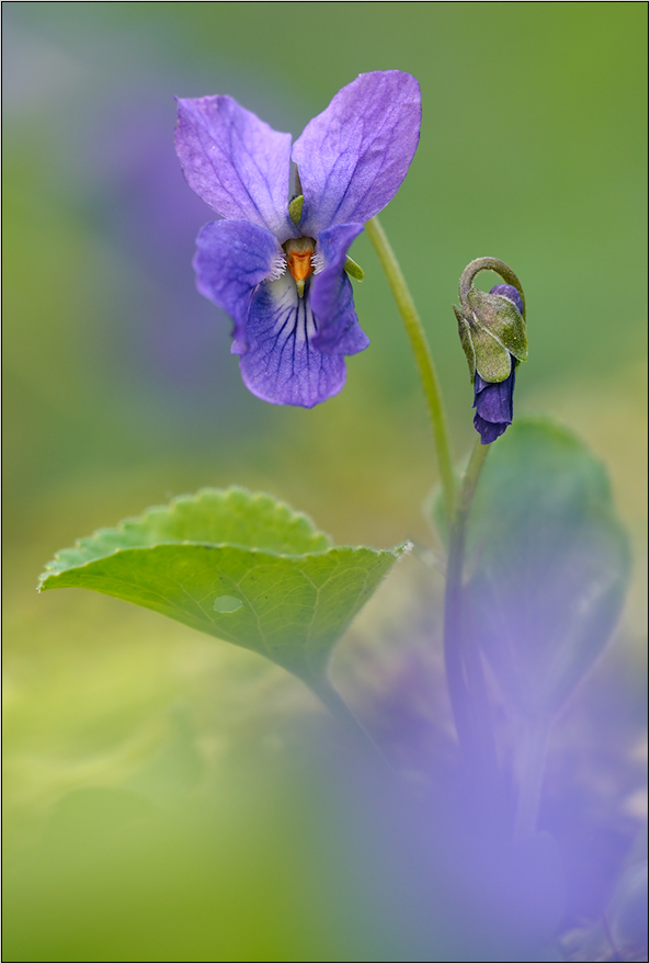 Veilchen(viola odorata)