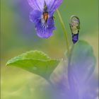 Veilchen(viola odorata)