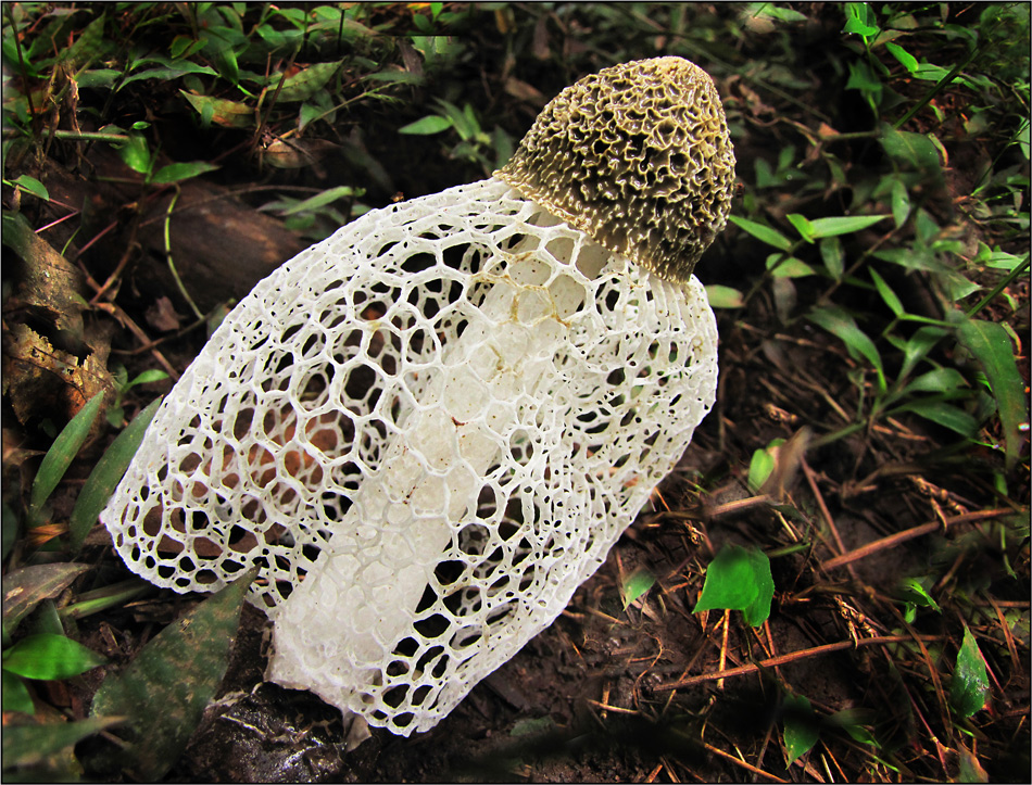 Veiled Lady Mushroom