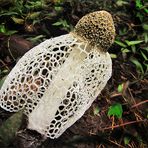 Veiled Lady Mushroom