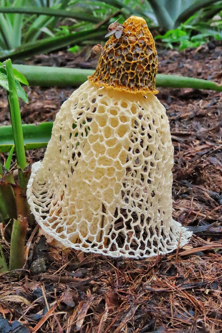 Veiled Mushroom