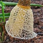 Veiled Mushroom