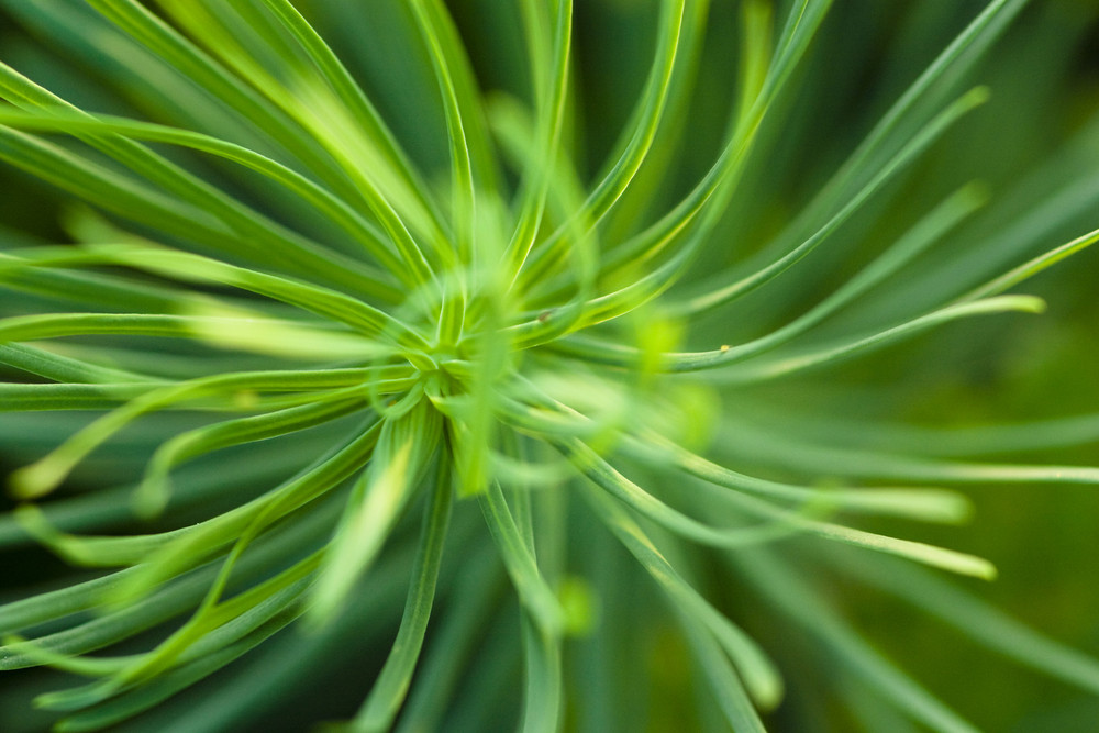 veils of green...