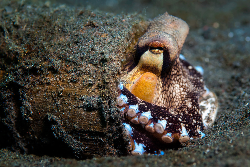 Veined Octopus (Coconut Octopus) - Octopus marginatus - Venen Oktopus (Kokosnuss Tintenfisch)