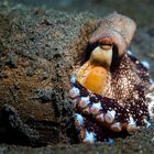 Veined Octopus (Coconut Octopus) - Octopus marginatus - Venen Oktopus (Kokosnuss Tintenfisch)