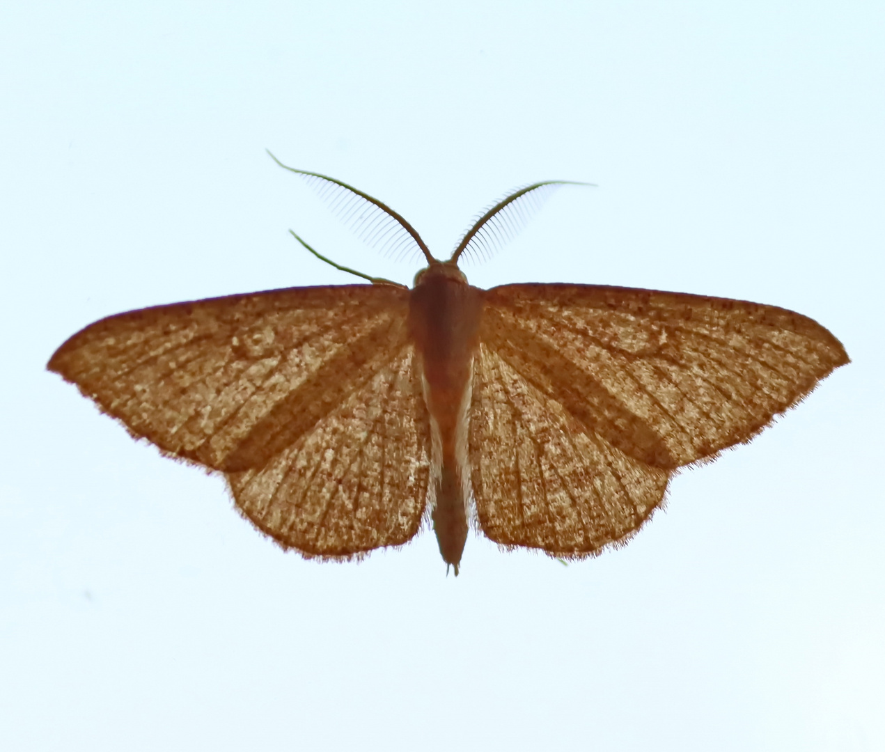 Veined Orange - Cropera phlebitis