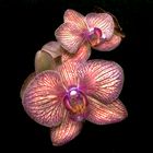 Veined Orchid 1