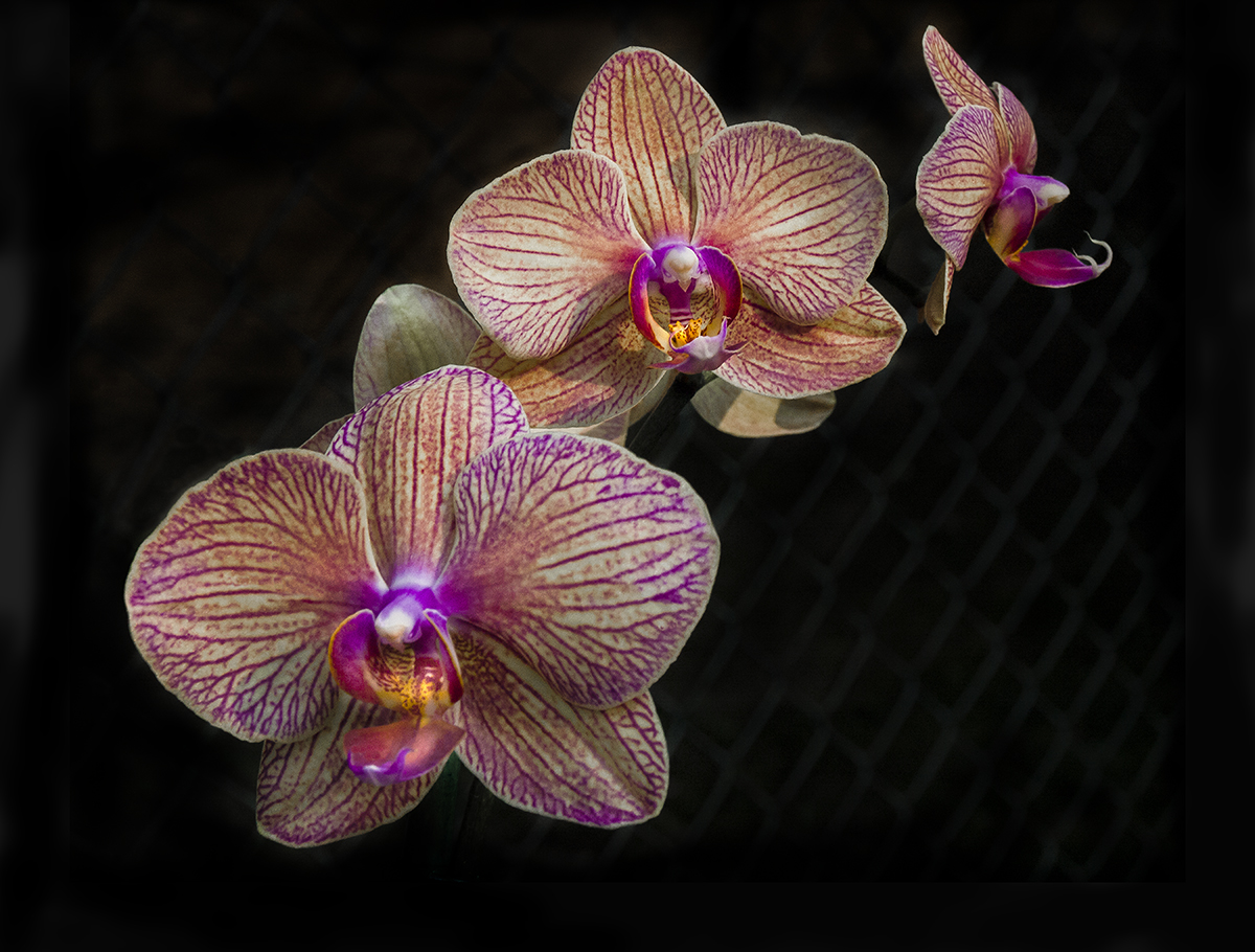 Veined Orchid