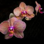 Veined Orchid