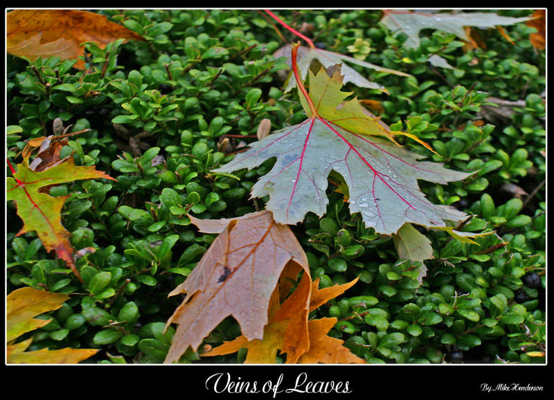 Veins of Leaves