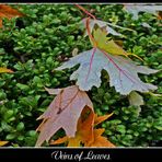 Veins of Leaves