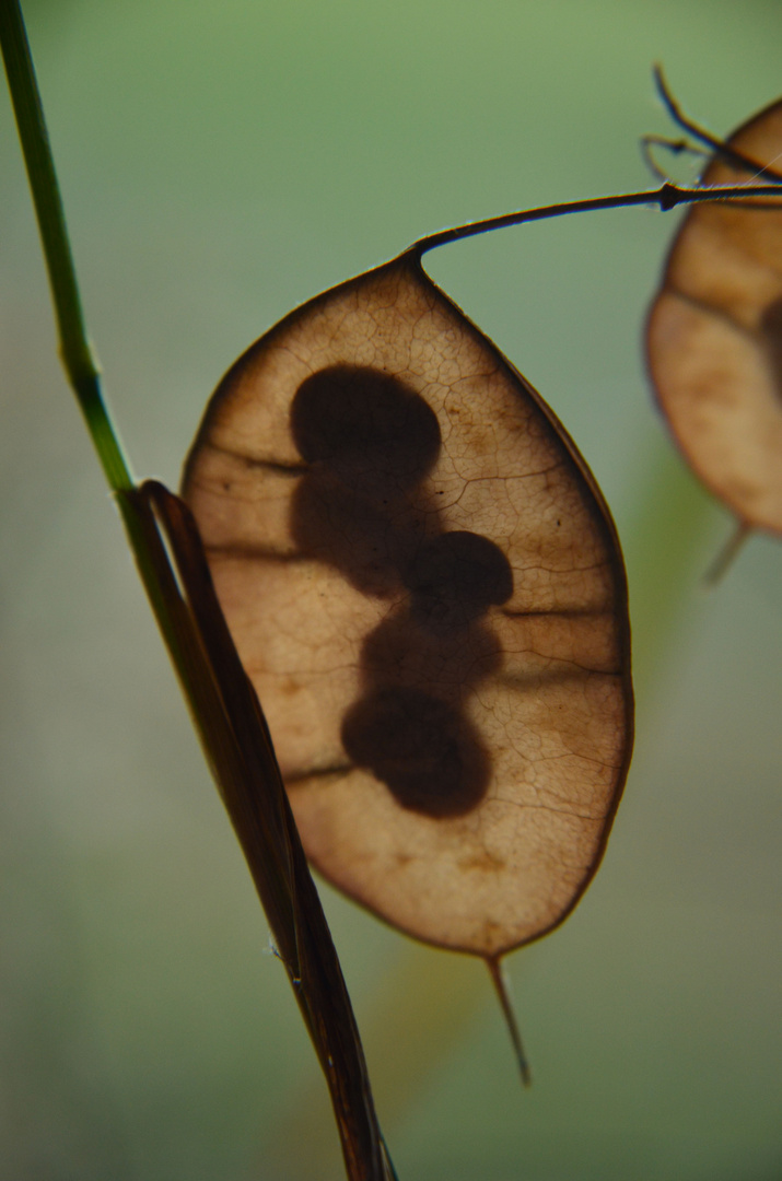 Veins of Life -- Lunaria annua L.