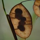 Veins of Life -- Lunaria annua L.