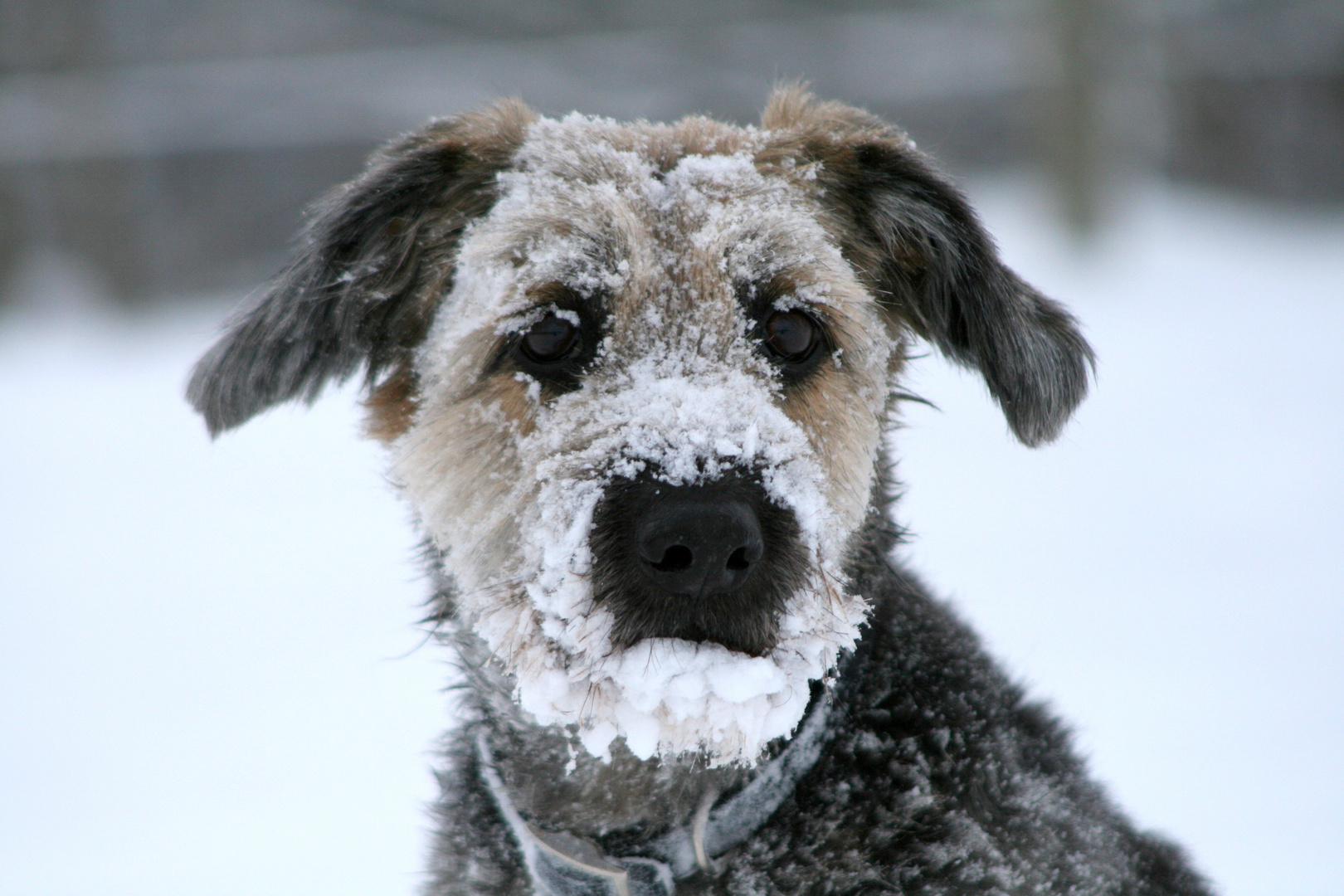 Veit im Schnee