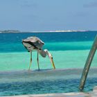 velassaru atoll pointe nord de malé