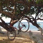 Velib à Port Louis (Guadeloupe)