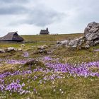 velika planina