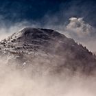 Veliki zavizan...np sjeverni velebit