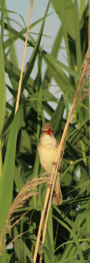 Velipoja's songbird