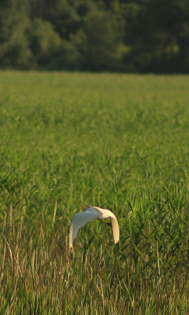 Velipoja's White Heron