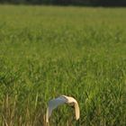 Velipoja's White Heron