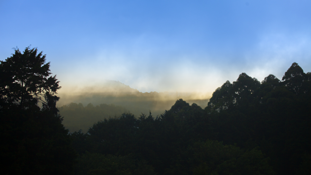 Velo de niebla