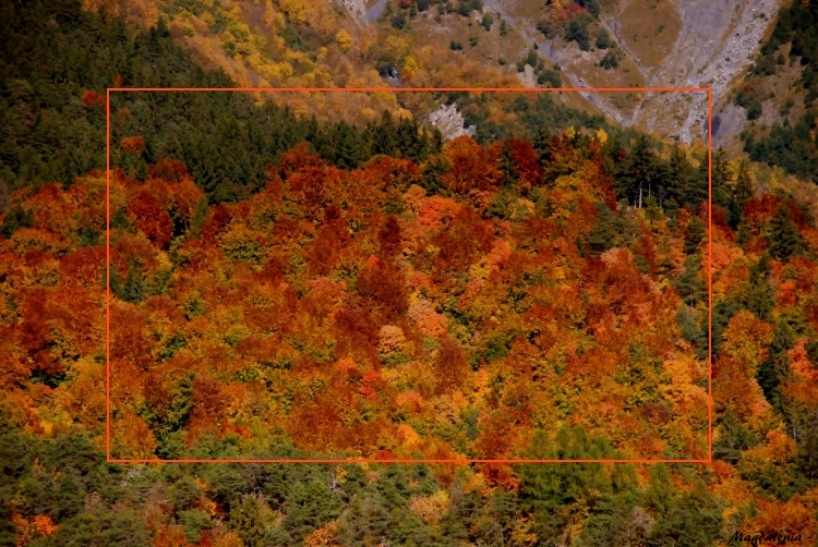 Velours d'arbres