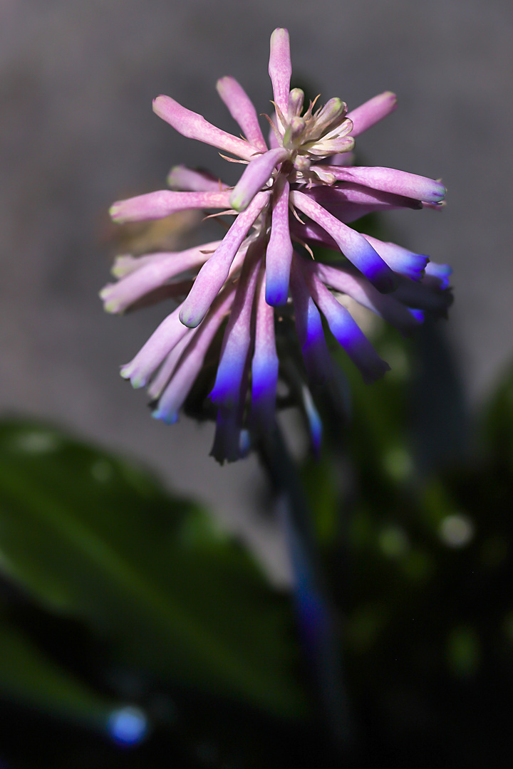 VELTHEIMIA CAPENSIS