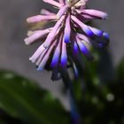 VELTHEIMIA CAPENSIS