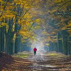 veluwe herfst