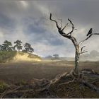 veluwe landschap