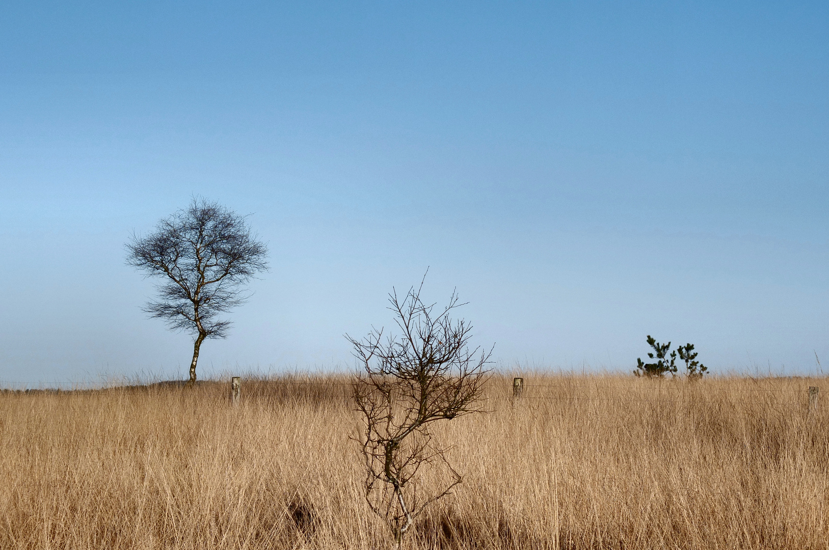 Veluwe winter moors II