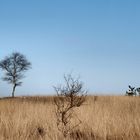 Veluwe winter moors II