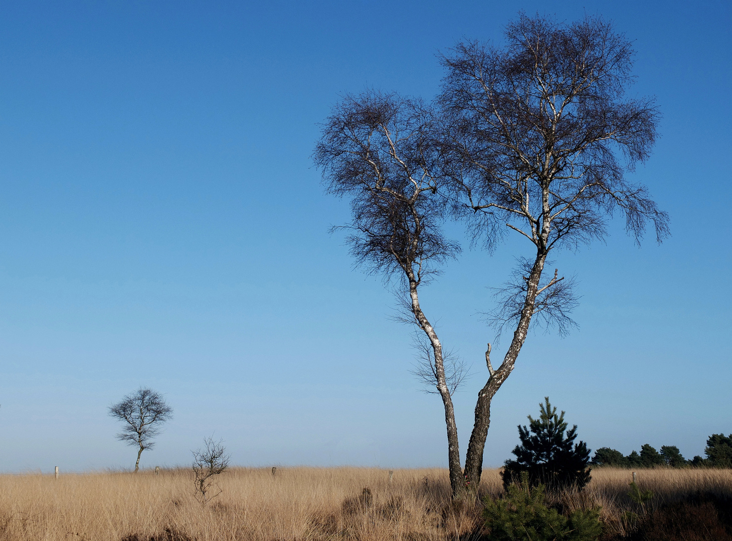 Veluwe winter moors III