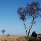 Veluwe winter moors III